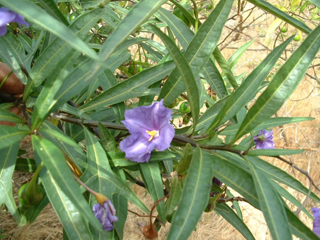 تاجریزی دارویی - معرفی و خواص گیاهان دارویی